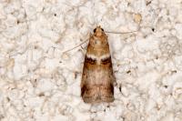 Acrobasis tumidana