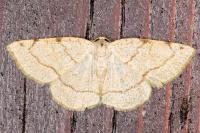 Stegania trimaculata