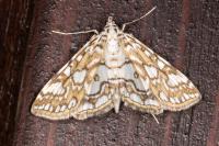 Elophila nymphaeata