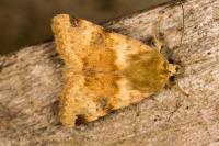Heliothis viriplaca