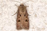 Agrotis exclamationis