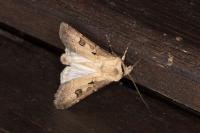 Agrotis exclamationis