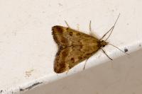 Pyrausta despicata