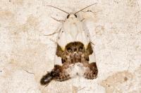 Acontia lucida