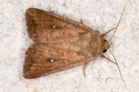 Mythimna albipuncta