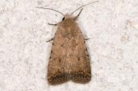 Caradrina clavipalpis