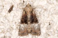 Mesoligia furuncula