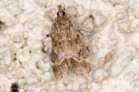 Eudonia mercurella