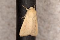 Mythimna vitellina