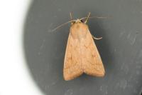 Mythimna vitellina