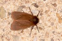Phragmatobia fuliginosa