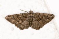 Peribatodes ilicaria