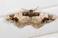 Ligdia adustata