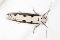Ethmia bipunctella