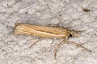 Ancylolomia tentaculella