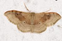 Idaea degeneraria
