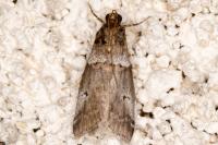 Acrobasis legatea