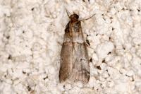 Acrobasis legatea