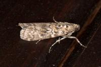 Dioryctria abietella