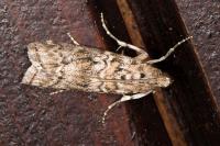 Dioryctria abietella