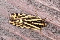 Emmelia trabealis