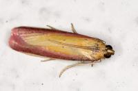 Oncocera semirubella