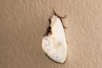 Cilix