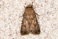 Agrotis segetum