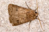 Agrotis bigramma