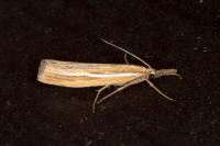 Agriphila tristella
