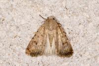 Caradrina clavipalpis