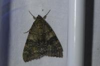 Catocala nupta