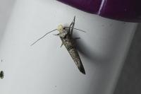 Paraswammerdamia nebulella