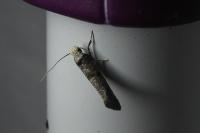 Paraswammerdamia nebulella