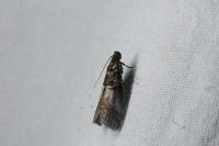 Acrobasis advenella