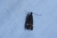 Dichomeris alacella
