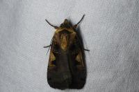 Xestia c-nigrum