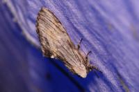 Harpyia milhauseri