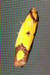 Agapeta zoegana