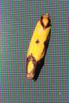 Agapeta zoegana