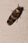 Oegoconia caradjai