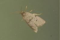Apaidia mesogona