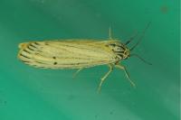 Spiris striata