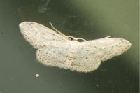 Idaea seriata