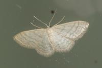 Idaea subsericeata