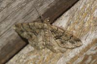 Peribatodes ilicaria