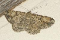 Peribatodes rhomboidaria