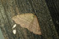 Scopula rubiginata