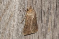 Agrotis bigramma