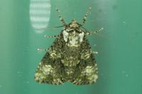 Craniophora ligustri